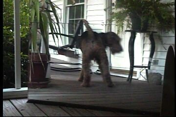 bailey-18