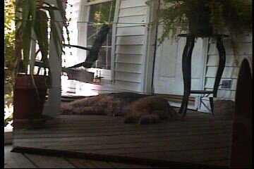 bailey-5