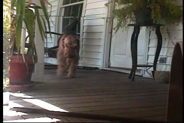 bailey-6