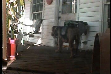 bailey-3