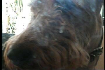 bailey-8
