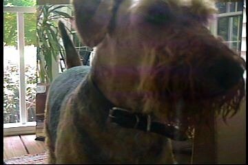 bailey-19