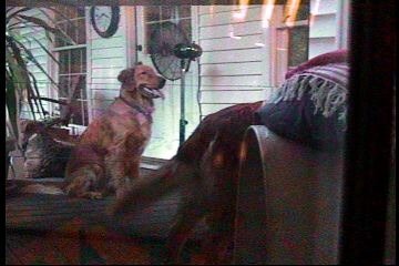 bailey-2