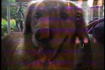 bailey-27