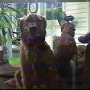 bailey-25
