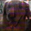 bailey-27