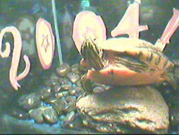 felixcam-1