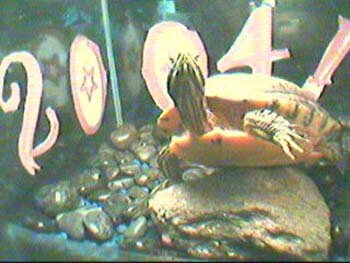 felixcam-2