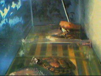 felixcam