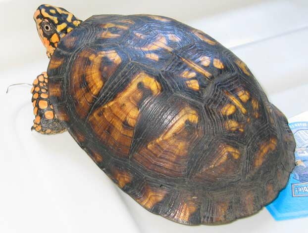 spotted turtle 1