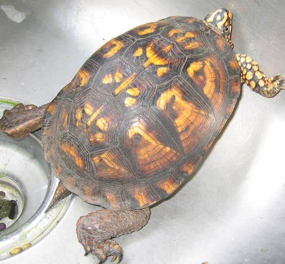 spotted turtle 2