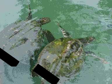 Indecent turtles 1