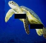Indecent turtles 3